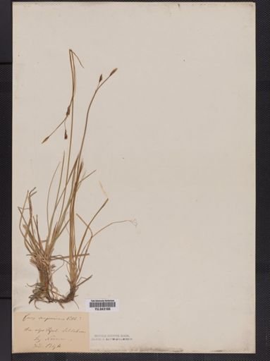 Carex