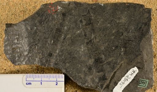 Calamites communis