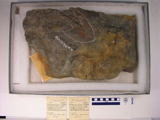 Anchisauripus exsertus