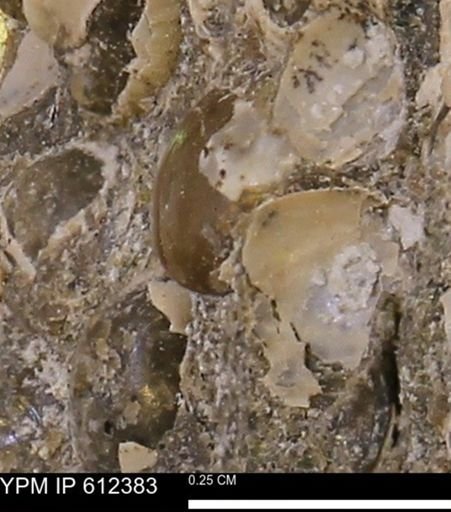 undet. Bivalvia