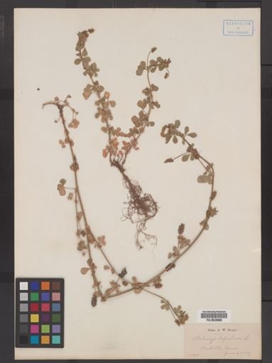 Medicago lupulina