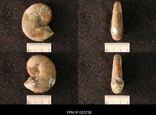 Hoploscaphites nicolletii