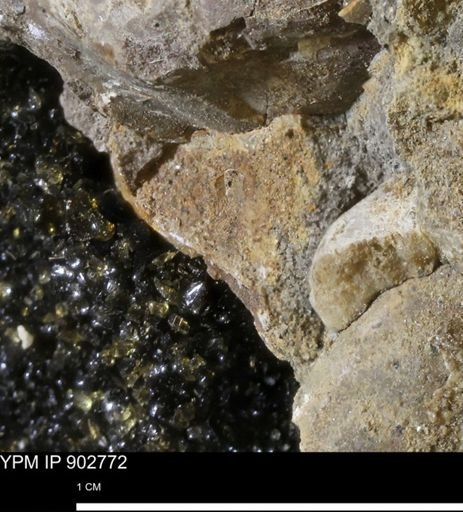 Baculites sp.