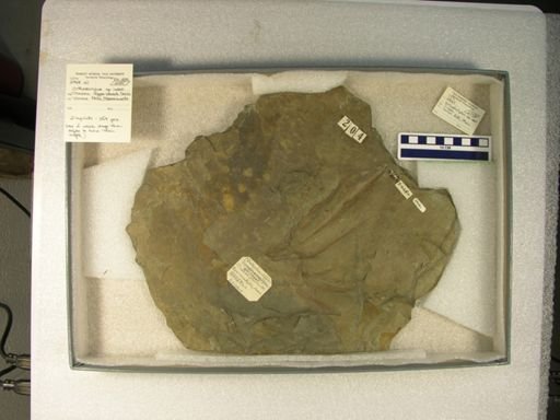 Orthodactylus sp.