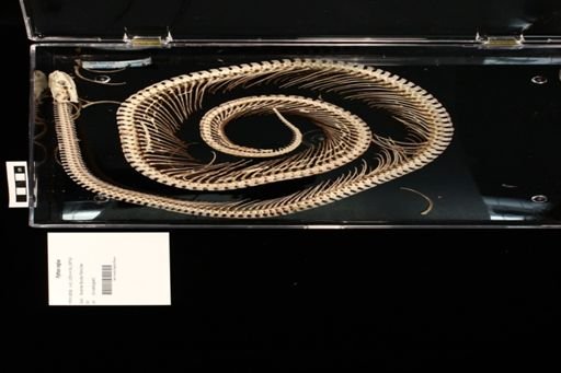 Python regius