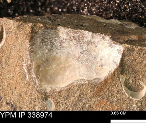 undet. Bivalvia
