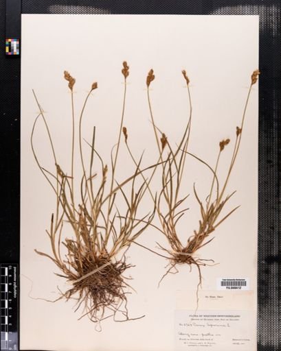 Carex leporina