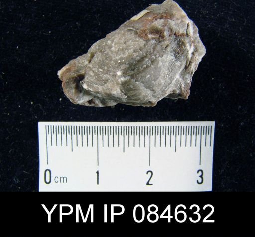 Leptaena rhomboidalis