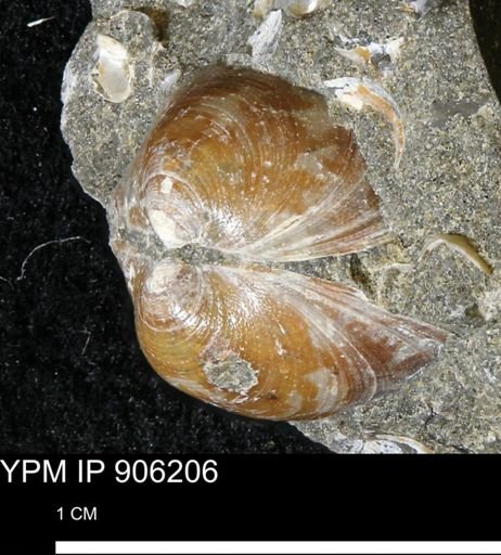 Limopsis striatopunctatus