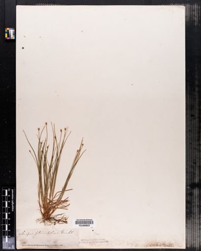 Scirpus verecundus