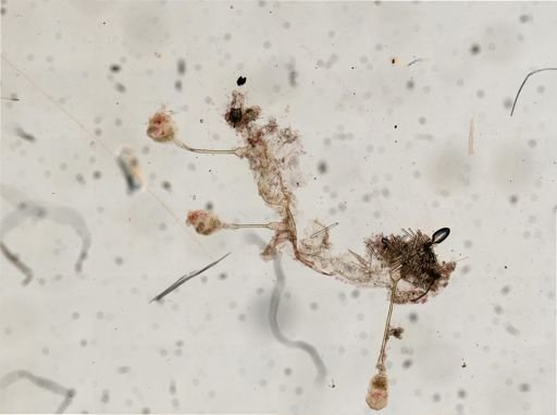 Barentsia gracilis