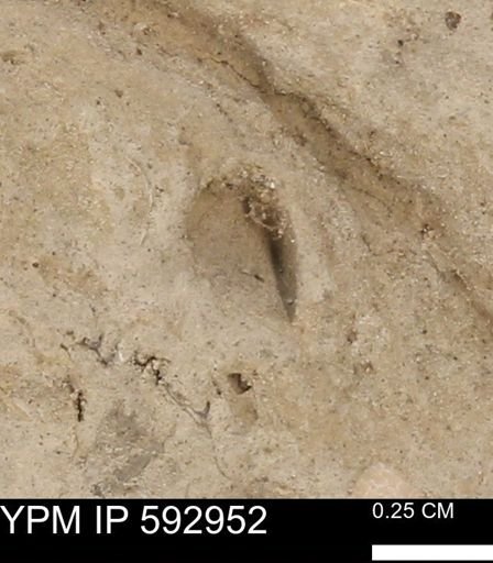 undet. Bivalvia
