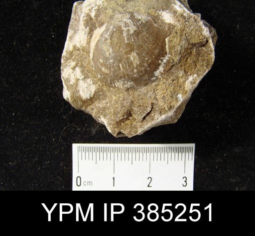 Atrypa sp.
