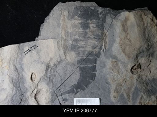 Erieopterus sp.