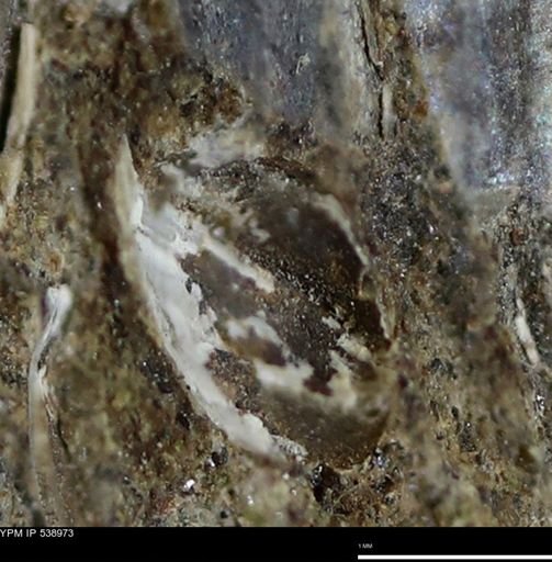 Corbulamella gregaria