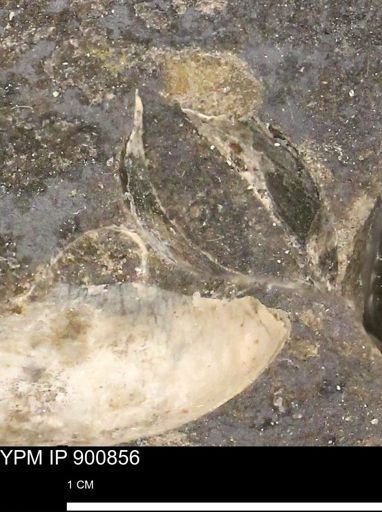 undet. Bivalvia