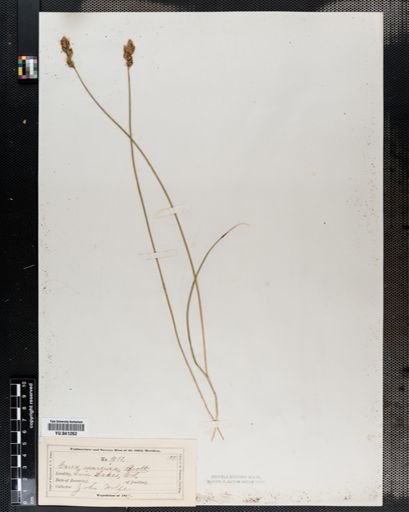 Carex praegracilis