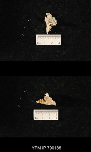 Leptodus sp.