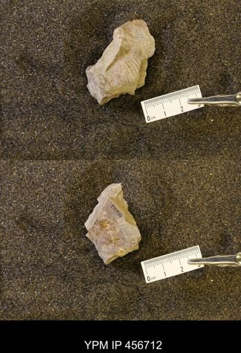 undet. Scaphitidae
