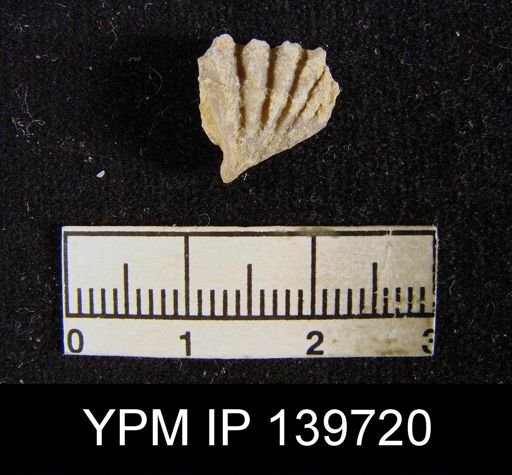 Spiriferina (Punctospirifer) cristata