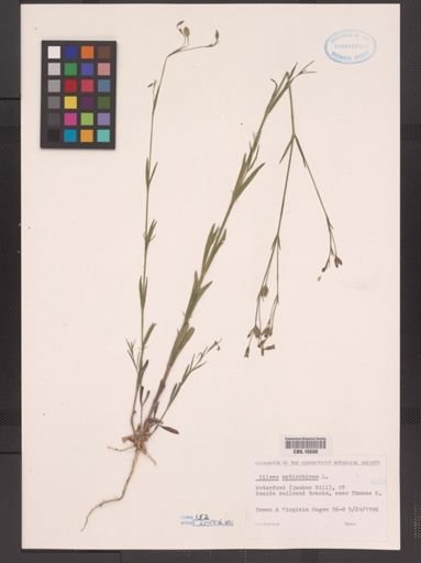 Silene antirrhina