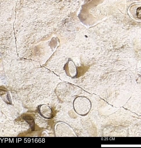 Serpulidae