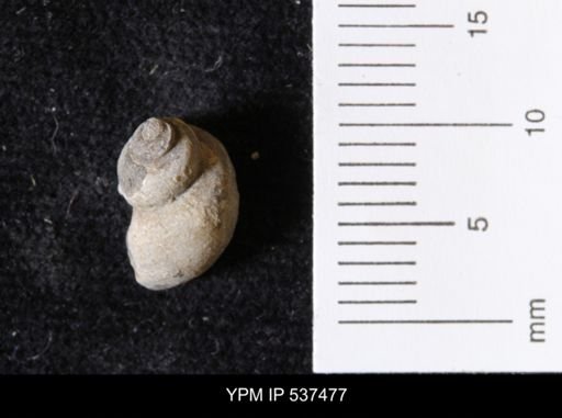 Goniobasis ortmanni