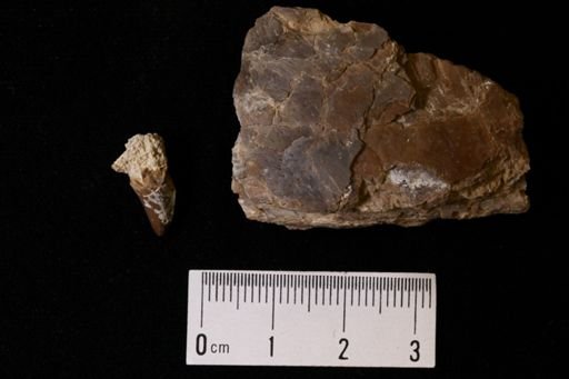 undet. Actinopterygii