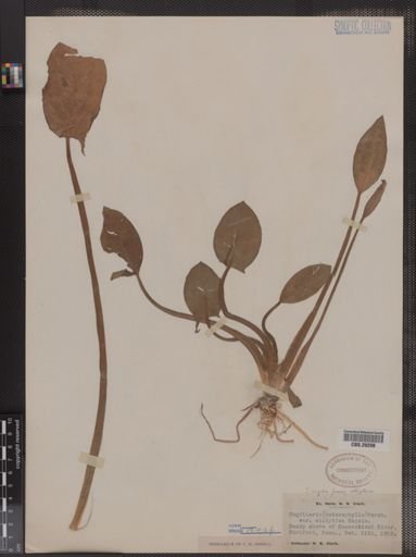 Sagittaria rigida