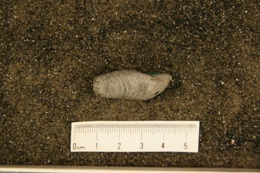 Beloitoceras fragile
