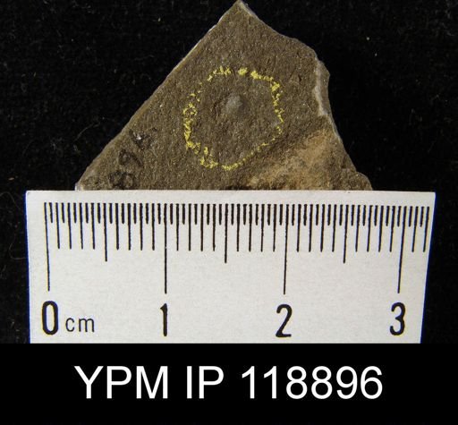 Orbiculoidea subplana