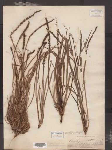 Plantago juncoides