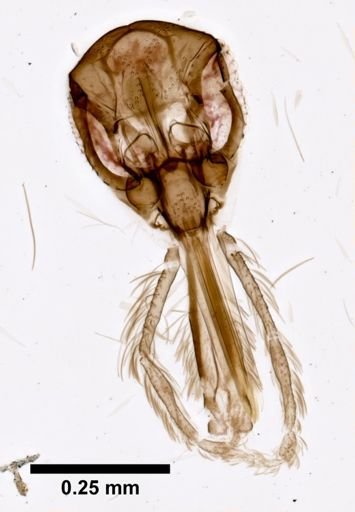 Lutzomyia intermedia
