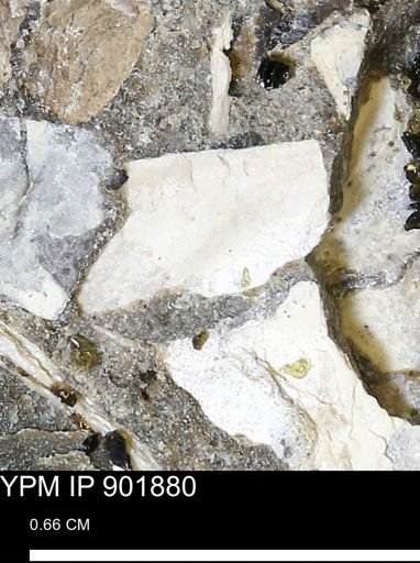 undet. Mollusca