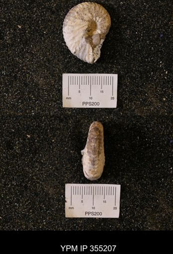 Discoscaphites sp.