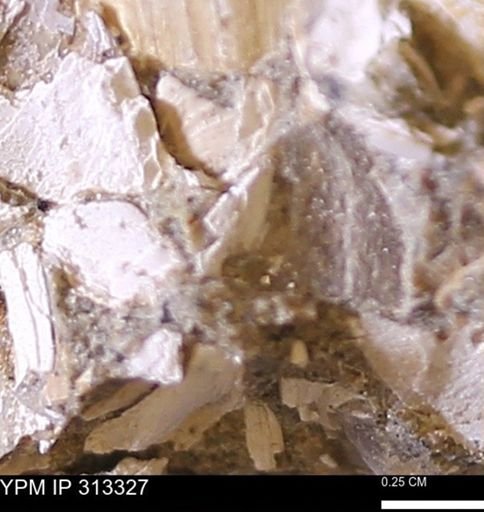 Corbicula sp.