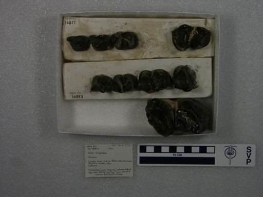 Coryphodon sp.