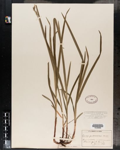 Carex hirtifolia