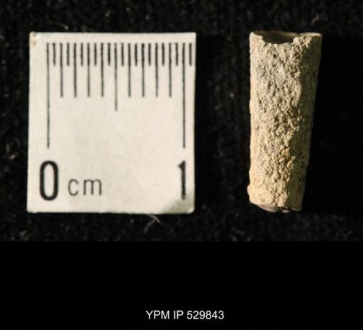 Pseudorthoceras knoxense