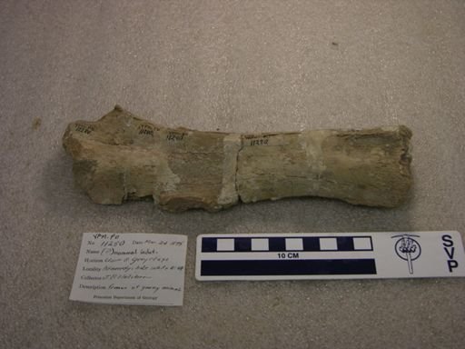 undet. Mammalia