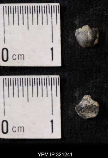 Ambocoelia sp.