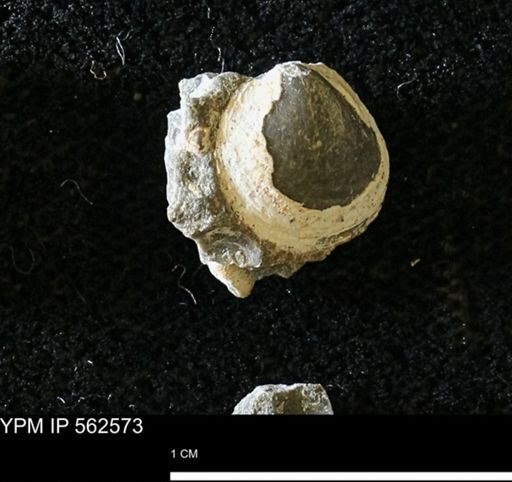 Limopsis striatopunctatus