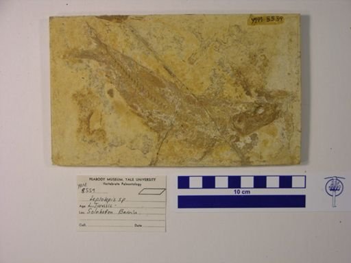 Leptolepis sp.
