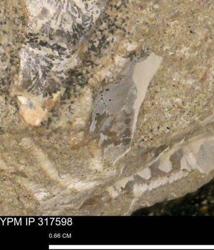 undet. Mollusca
