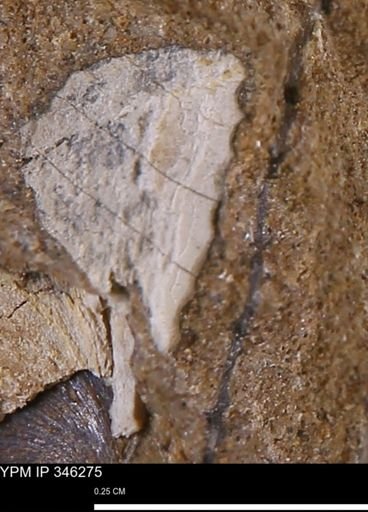 undet. Bivalvia