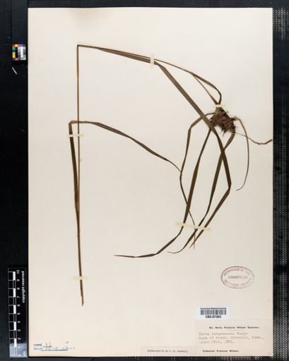 Carex intumescens