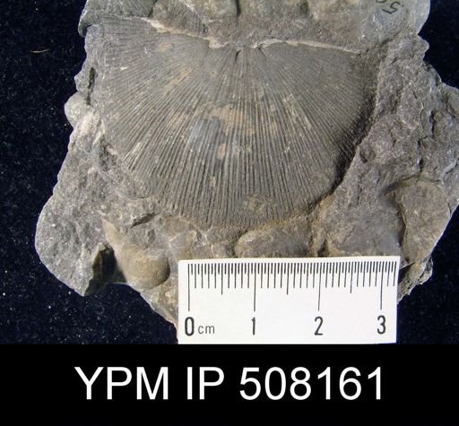 Orthotetes woolworthanus