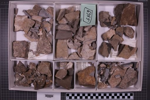 mixed taxa, stratigraphic collection