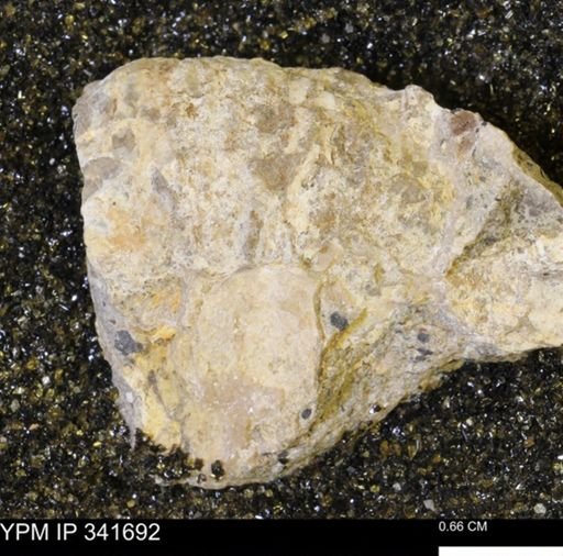 Scaphites sp.