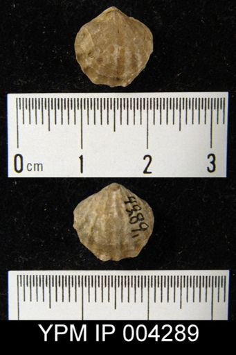Atrypa sp.